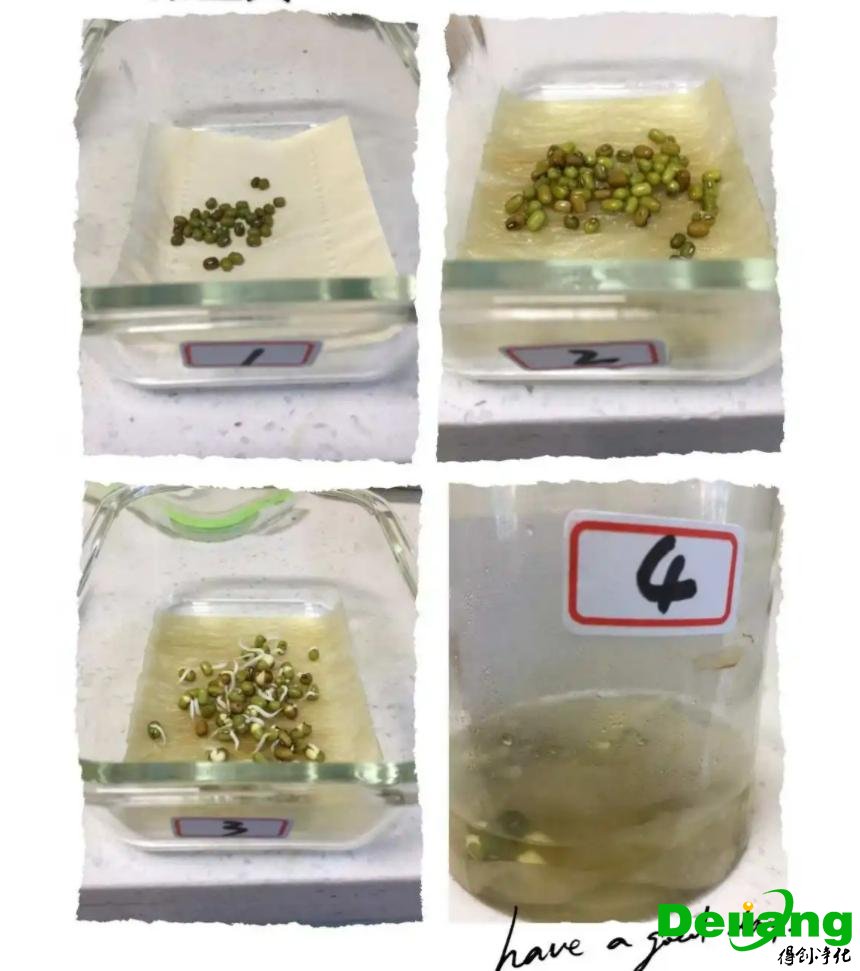 实验室种子制备