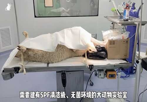 动物实验室4.jpg
