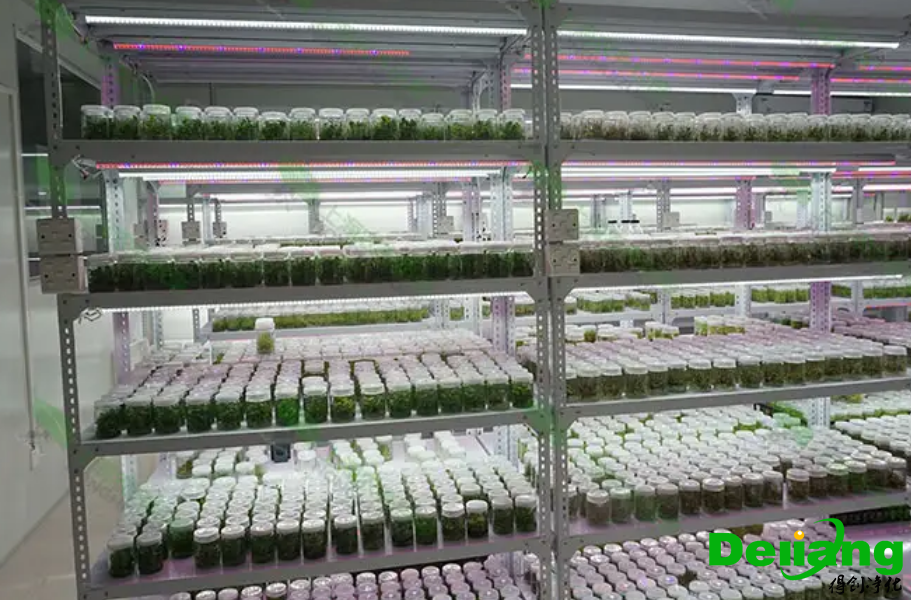 植物培养实验室